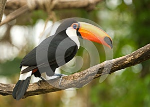 Toco tucan, looking to the right.