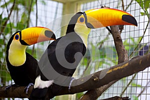 Toco Tucan is on the tree photo