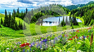 Tod Lake with Alpine wild flowers at Tod Mountain, Sun Peaks, BC, Canada