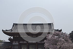 Todai-ji temple during the cherry blossom in Nara in Japan