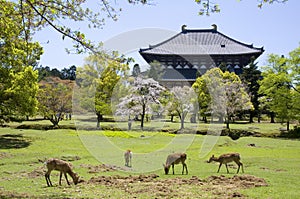 Todai-ji temple, Nara, Japan