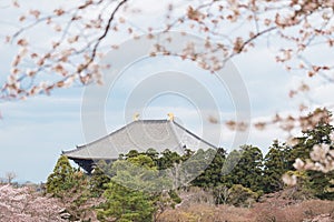 Todaiji temple in Nara with blossoming cherry trees