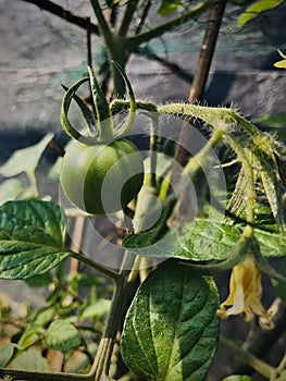 Today, green tomato, fresh tomato and leaf looking beautiful on natural sunlight