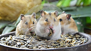 Today the hamsters ate sunflower seeds photo