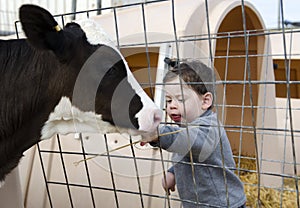 Toddler boy feeding a calf