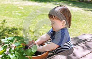 Toddler boy helping to plant plants in a garden