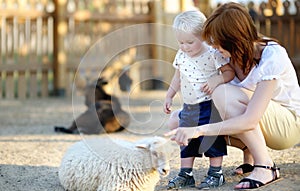 Toddler boy and his mother looking at sheep