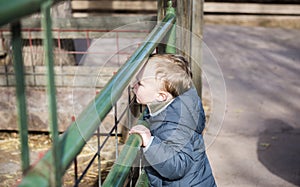 Toddler Boy at a Local Farm Watching Horses Through a Green Iron