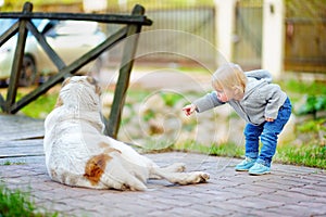 Toddler boy playing with dog