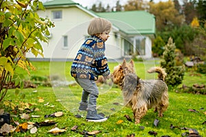 Toddler boy playing with pedigreed australian terrier dog in late autumn garden