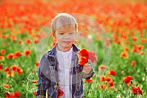 Toddler boy in poppy field