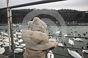 Toddler boy standing by the lake looking large group of swans an