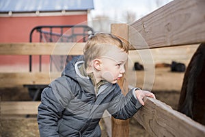 Toddler Boy Visiting a Local Urban Farm Looking at Horses Through a Wooden Fence