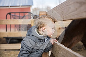 Toddler Boy Visiting a Local Urban Farm Looking at Horses