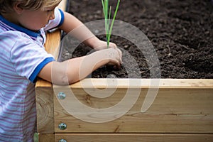 Toddler child planting green spring onion seedling in fertile soil