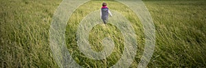 Toddler child walking through a meadow of high green grass