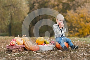 toddler enjoying harvest festival celebration at pumpkin patch. Kids picking and carving pumpkins at country farm on