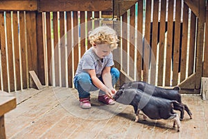 Toddler girl caresses and feeds pig piglet in the petting zoo. c