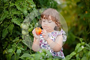 Toddler girl in the greenhouse with tomato plants
