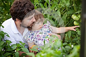 Toddler girl and her father in the greenhouse with tomato plants