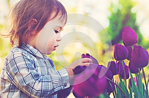 Toddler girl playing with purple tulips