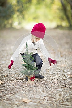 Toddler Girl In Red Mittens and Cap Planting Christmas Tree Sappling