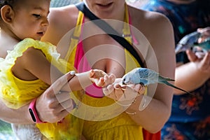 Toddler girl sits in her mother`s arms and feeds the parrots from her hands. close-up