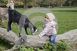 Toddler handfeeding a goat