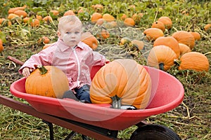 Toddler at pumpkin farm