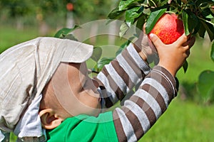 Toddler reaching for an apple