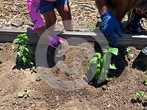 Toddler Shoveling Soil to Help Dad Plant a Basil Plant