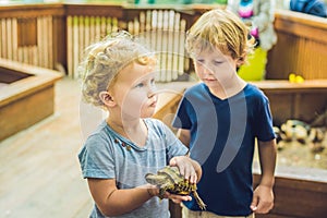 Toddlers boy and girl caresses and playing with turtle in the pe