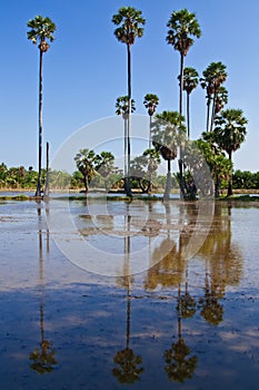 Toddy palm in country of Thailand