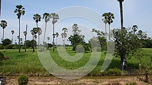Toddy palm tree or sugar palm plant garden with paddy rice field of Pathumthani