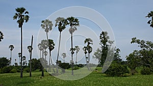 Toddy palm tree or sugar palm plant garden with paddy rice field of Pathumthani