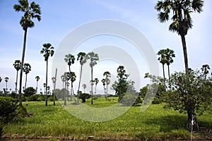 Toddy palm tree or sugar palm plant garden park with paddy rice field of Pathumthani city for thai people and foreign travelers