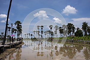 Toddy palm tree or sugar palm plant reflection on water in paddy rice field of Pathumthani garden park for thai people and foreign