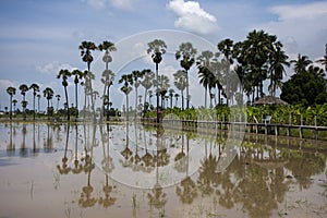 Toddy palm tree or sugar palm plant reflection on water in paddy rice field of Pathumthani garden park for thai people and foreign