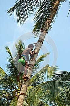 Coconut palm toddy tapper man climbing on tree in Sri Lanka