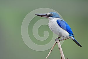 Todiramphus chloris collared kingfisher shiny blue and white bird exciting perching on thin thorn wooden over soft