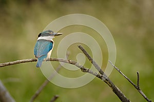 Todiramphus sanctus - Sacred kingfisher - kotare small kingfisher from New Zealand, Thailand, Asia. Hunting crabs, frogs, fish in