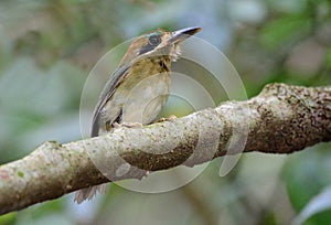 Tody Motmot Hylomanes momotula