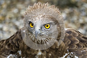 Toed Eagle. Circaetus gallicus