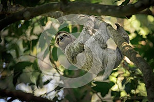3-toed sloth in the wild photo
