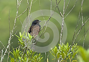 Toeloespoorkoekoek, Madagascar Coucal, Centropus toulou