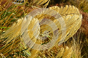 Toetoe Grass , Chateau Tongariro, Mount Ruapehu, New Zealand