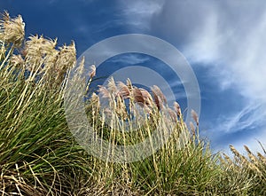Toetoe Pampas Grass agains blue sky