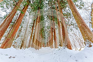 Togakushi Shrine in winter 2023
