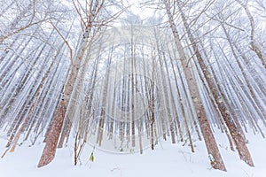 Togakushi Shrine in winter 2023