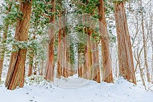 Togakushi Shrine in winter 2023